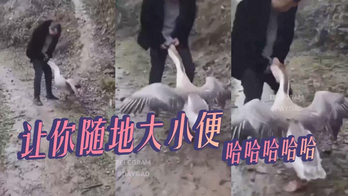 让你随地大小便，哈哈哈哈哈